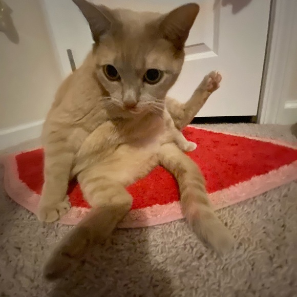 Meet your Posher, Josie - Picture 6 of 6